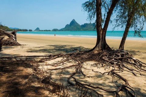 Lonely beach and ironwood trees, Casuarina Equisetifolia, Ao Manao Beach, Prachuap Khiri Khan,