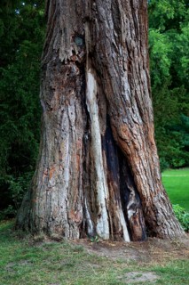 Giant sequoia, Sequoiadendron giganteum, in Putbus Castle Park on the island of RÃ¼gen,