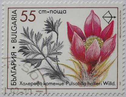 Medicinal plant as stamp motif, Pulsatilla halleri, Hallers cowbell or Hallers kitchen bell,
