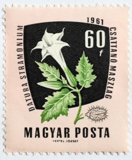 Medicinal plant as stamp motif, Datura stramonium, stingapple, Hungary