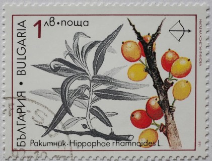 Medicinal plant as stamp motif, Hippophae rhamnoides, sea buckthorn, Bulgaria