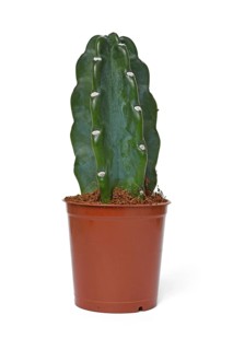 Cereus Jamacaru 'Cuddly Cactus' cactus houseplant without spikes in pot on white background