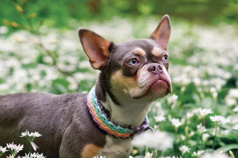 Cute lilac orange tan French Bulldog dog with long healthy nose between white wild garlic flowers