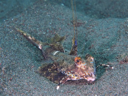 An exotic fish, finger lyrefish, giant lyrefish (Dactylopus dactylopus), lies on a sandy seabed.