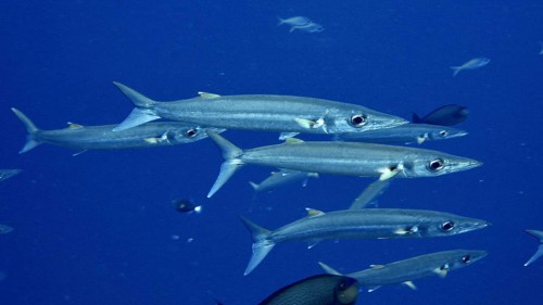 A swarm of slender fish, bigeye barracuda (Sphyraena forsteri), migrates through the blue sea.