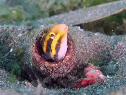 A striped mimicry saber hagefish (Petroscirtes breviceps) peeks out of an empty bottle in the sand,