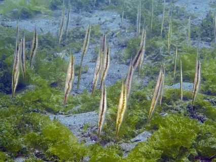 Several fish, striped snipefish, razorfish (Aeoliscus strigatus), stand vertically in a group above