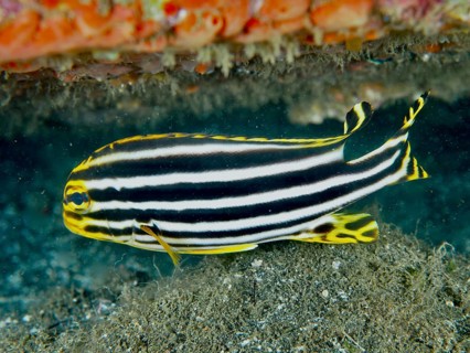 Striped fish with black and yellow stripes, striped sweet lip (Plectorhinchus lessonii), at the