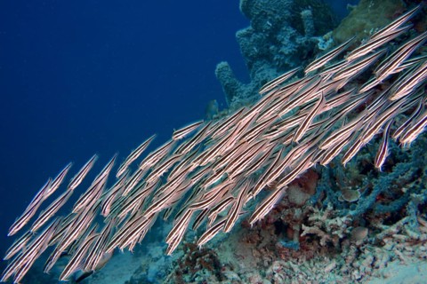 A flock of striped triplet (Helcogramma striata) swims close together in blue water on coral reefs.