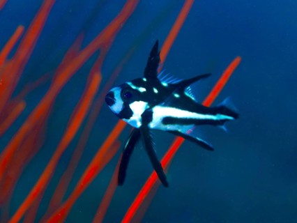 A black and white fish, yellow-eyed snapper (Macolor macularis) juvenile, swims in front of red