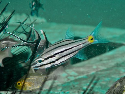 A striped fish, five-lineage cardinalfish (Cheilodipterus quinquelineatus), swims in clear water
