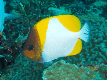 A yellow pyramidal butterflyfish (Hemitaurichthys polylepis) shows its yellow-white colors on the