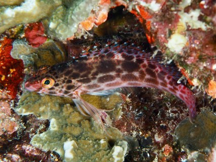 A spotted coral guard (Cirrhitichthys oxycephalus), cleverly hides among the corals. SD Dive Site,