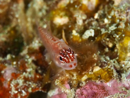 A small red patterned fish, hairfin dwarf gown (Eviota prasites), on colorful coral soil. Spice