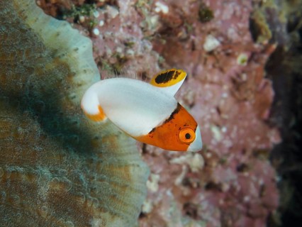 Small orange and white fish, spotted parrotfish (Cetoscarus ocellatus) juvenile, swims in the sea