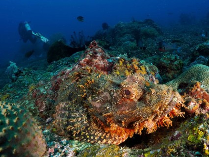 A fringed dragon head (Scorpaenopsis oxycephalus) merges with the environment on a coral reef,