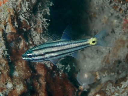 A small toothed cardinalfish (Cheilodipterus isostigmus) swims near rocks in the reef area. Prapat
