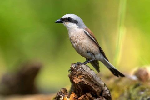 Red-backed shrike (Lanius collurio), bird, on tree stump, sideways, Kiskunsag National Park,