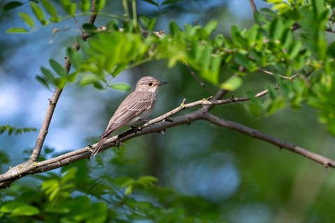 Grey snapper (Musicapa striata), bird, on branch, Kiskunsag National Park, Hungary