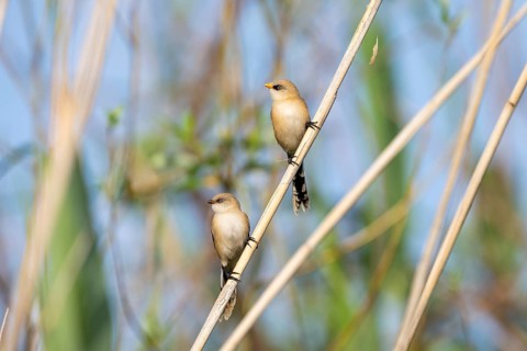 Bearded tit (Panurus biarmicus), bird, juvenile, on reeds, Danube Delta. Romania