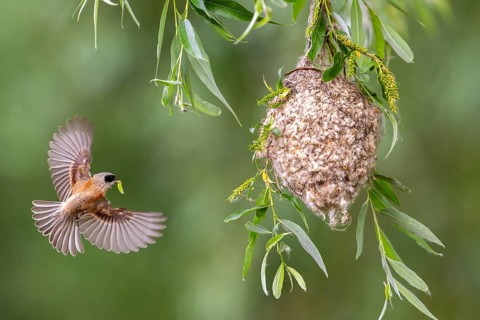 Bag-tit (Remiz pendulinus), bird, approaching nest, Kiskunsag National Park, Hungary