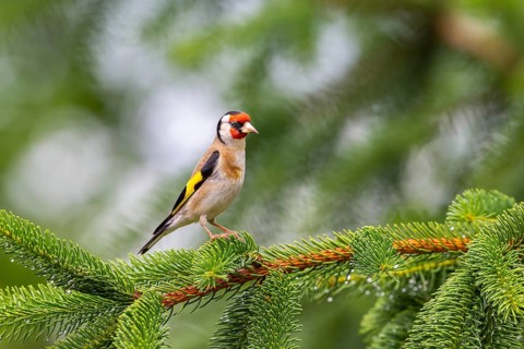 Goldfinch (Carduelis carduelis), bird on spruce branch, Koroska, Slovenia