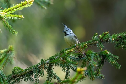 Crested tit (Lophophanes cristatus), bird, on spruce branch, Koroska, Slovenia
