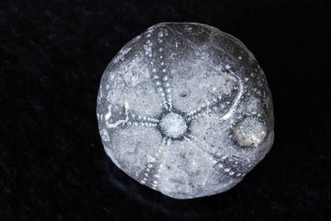 Detailed view of sea urchin fossil found in RÃ¼gen Germany