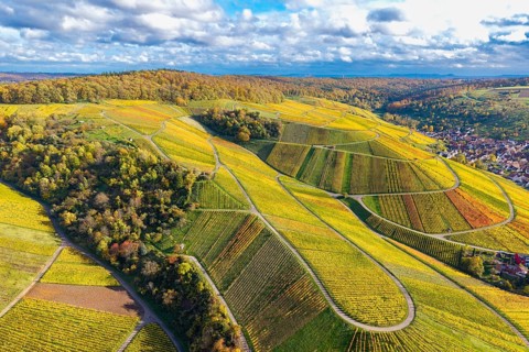 Vineyards with curved paths and colorful autumn leaves under a cloudy cover, autumn, near