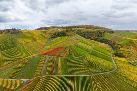 Colourful vineyards and fields in autumn colors under cloudy sky, near StrÃ¼mpfelbach im Remstal,