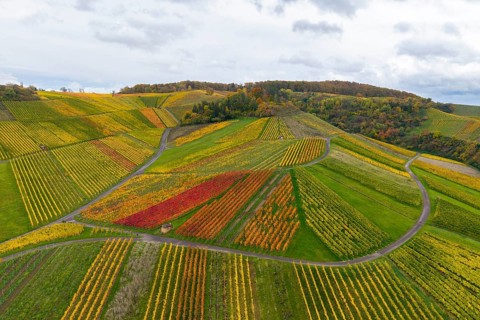 Landscape with colorful vineyards and clouds in the sky, autumn, near StrÃ¼mpfelbach im Remstal,