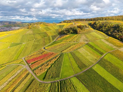 Hilly wine landscape with intense autumn colors and curved paths running under an overcast sky,
