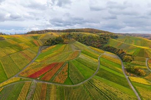 Vineyards in full autumn splendor under grey skies, near StrÃ¼mpfelbach im Remstal,