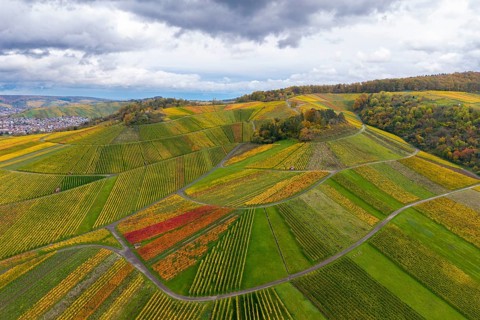 Autumn vineyards with colorful vines and cloudy sky, autumn, near StrÃ¼mpfelbach im Remstal,