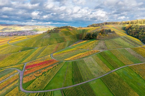 Vineyards in rich shades of green and golden with curved paths, picturesque under a cloudy sky,