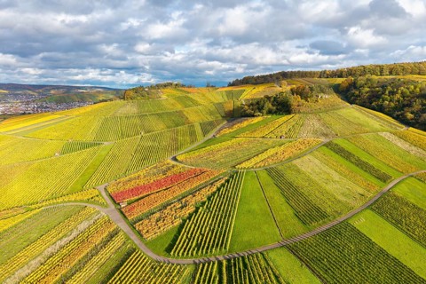Wide vineyards with varied shades of yellow and green, crossed by curved paths under a cloudy sky,