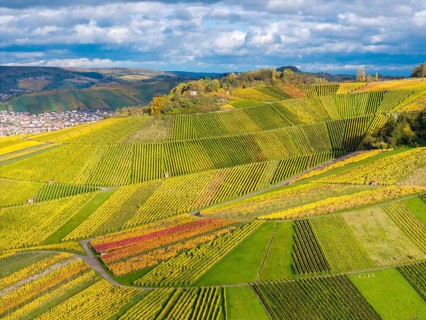 Vineyards with ordered rows of vines in vivid autumn colors under an overcast sky, autumn, near