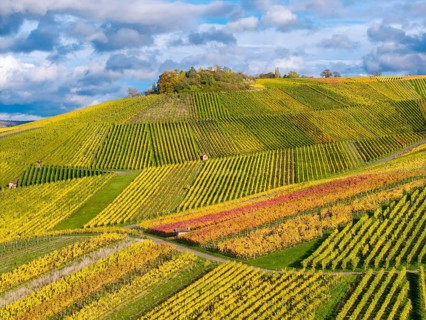Vineyards with colorful rows of vines on hilly terrain in autumn, near StrÃ¼mpfelbach im Remstal,