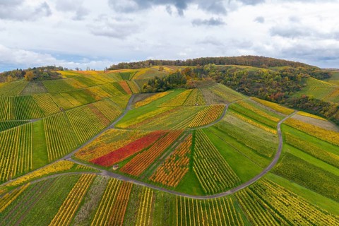 Colourful hills and fields with autumn-coloured wine rows, autumn, near StrÃ¼mpfelbach im Remstal,