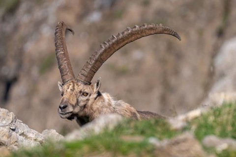 Capricorn (Capra ibex), male, Alpstein, Appenzell, Switzerland
