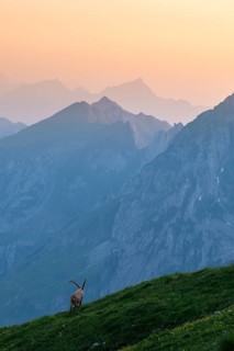 Capra ibex in front of mountain panorama at dusk, male, Alpstein, Appenzell, Switzerland