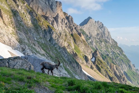Steinbock (Capra ibex) in front of mountain panorama, male, Alpstein, Appenzell, Switzerland