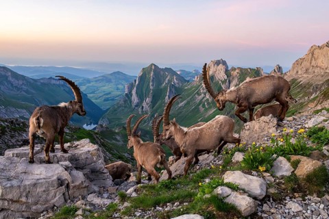 Capricorns (Capra ibex) in front of mountain panorama, male, Alpstein, Appenzell, Switzerland