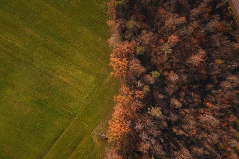 Aerial view of colorful autumn forest bordering an open field