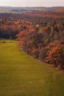 Mixed forest in autumn colors bordering a vast green meadow