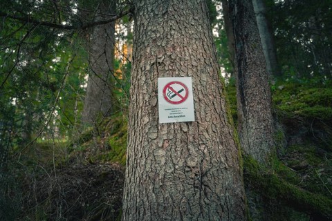 A sign on a tree in the forest forbids smoking while the light is falling through the trees