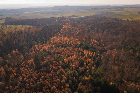 Extensive autumn forest landscape with a dense carpet of colorful leaves
