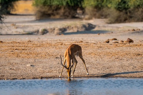 Impala (Aepyceros) at waterhole, Savuti, Chobe National Park, Botswana