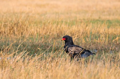 Juggler (Terathopius ecaudatus), raptor sitting on the ground, Moremi Game Reserve, Botswana