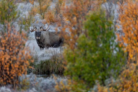 Bull elk (Alces alces) in autumn, autumn landscape, Norway
